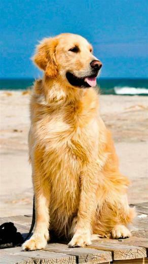 Cute Golden Retriever Beach Android Wallpaper