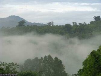 Best Wallpaper Natural Rain Forest