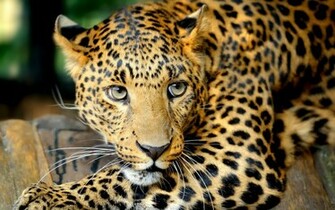 Wallpaper Big Cat Leopard Eyes Whiskers Carnivore