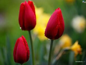 Tulips Wallpaper