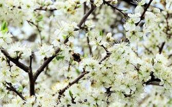 Apple Blossom Wallpaper