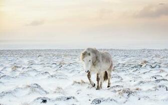 Horse In Winter Wallpaper Animal