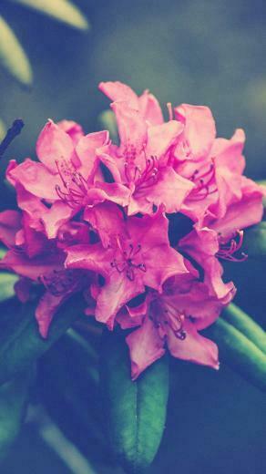 Floral iPhone Plus Wallpaper For A Sunny Spring Preppy
