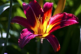 Tiger Lily Desktop Wallpaper HD Background Of Your
