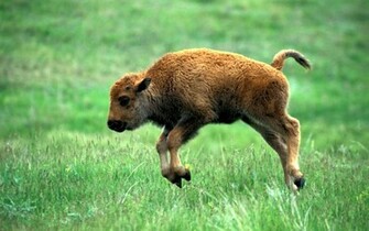 Bison Wallpaper