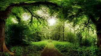 Forest Wallpaper HD 3d Desktop Background
