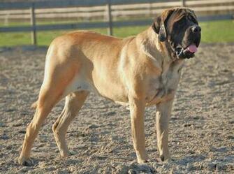 Old English Mastiff Dog