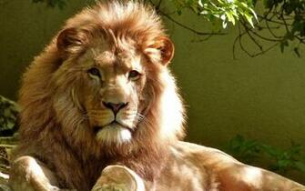 Wallpaper Cropper Lion By