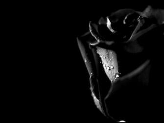 Beautiful Black Roses HD Wallpaper Flowers Pictures