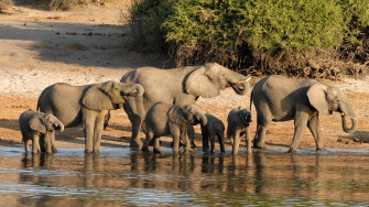 African Animals Wallpaper