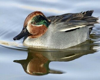 Mallard Duck HD Wallpaper