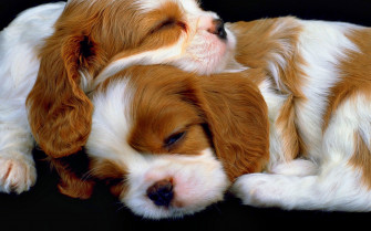 Dog Computer Wallpaper Desktop