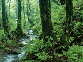 Wallpaper Background In Forest