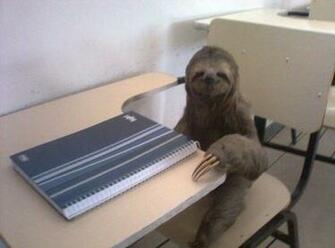 Sloths Desks Humor Funny
