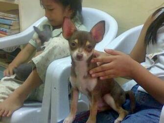 Autumn My Beloved Chocolate Amp Tan Color Chihuahua Image
