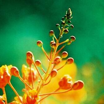 Url iPadwallpaper Net Bright Flower iPad Wallpaper Html