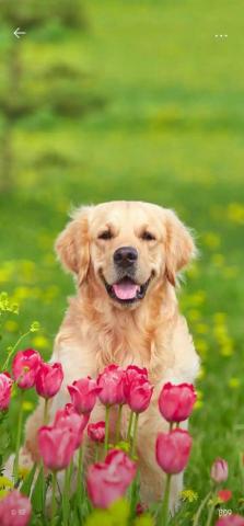 Dog Wallpaper Cute Little Animals