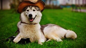 Cute Dog Wallpaper