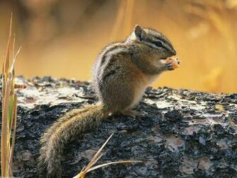 Chipmunk Wallpaper 1080p HD Desktop 4k