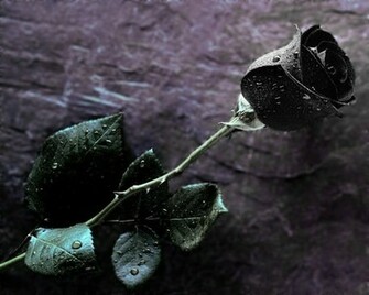 Wallpaper Black Roses HD Background Desktop