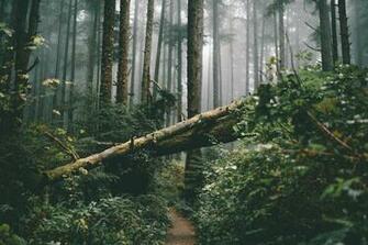 Dead Nature