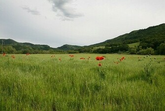 Grasslands Wallpaper Collection
