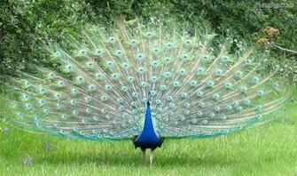 Beautiful Peacock Wallpaper Gallery