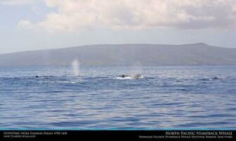 Hawaiian Islands Humpback Whale Desktop Wallpaper