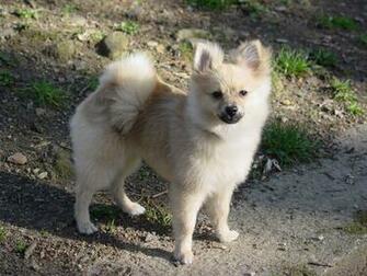 Pomeranian Dog Background Wallpaper Dogbreedswallpaper