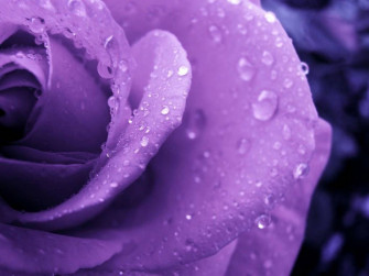 Purple Rose Wallpaper