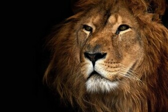 Black Lion Wallpaper Desktop Background