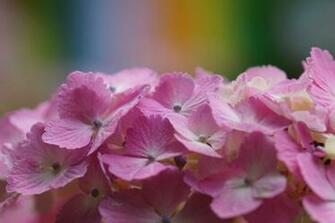 File Name Cool Desktop Wallpaper Of Hydrangea