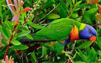 Rainbow Lorikeet HD Wallpaper Background Image
