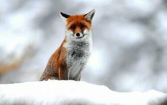 Cute Small Fox Desktop Pc And Mac Wallpaper