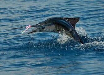 Saltwater Fly Fishing Wallpaper