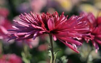 Close Up Flower HD Wallpaper