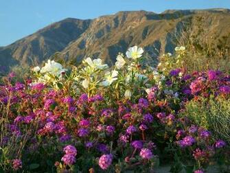 Spring Flowers In The Desert