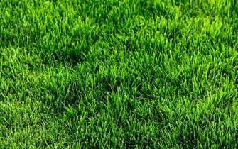 Grass HD Wallpaper Background Image Id