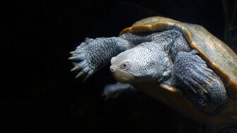 Turtle Wallpaper Cute Underwater Turtles HD