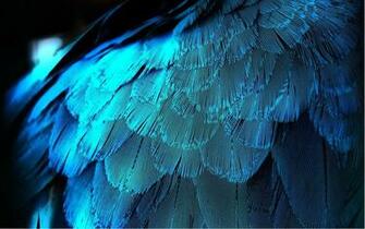 Blue Feather Wallpaper