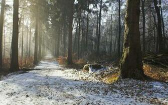 Snowy Forest Trail Wallpaper Nature