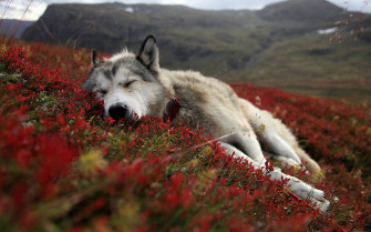 Kumpulan Gambar 4k Wallpaper For Mobile Wolf Png