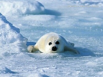 Wallcoo Sea Lion Wallpaper Ea22013