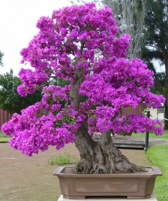 Bonsai Plants Wallpaper