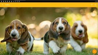 Its A Hound Dog Wallpaper
