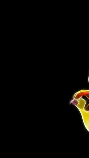 Pokemon Black Background Pidgeotto Tauboga Oely