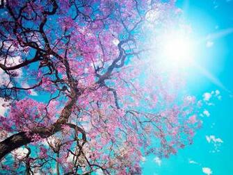 Worms Eye Photography Of Pink Cherry Blossoms HD Wallpaper