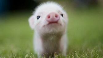 Mastt Wallpaper Cutest Animals In HD