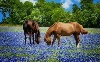 Horses Grazing In Texas Bluebonnets Pasture Summer Spring