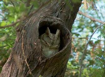 Owl High Resolution HD Wallpaper Color Palette Tags Indian Babbler